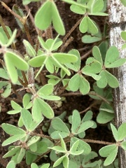 Oxalis corniculata