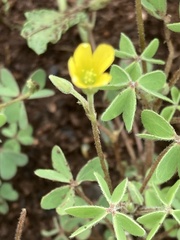 Oxalis corniculata