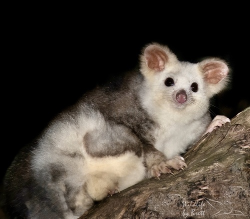 Greater Glider, Uriarra Forest, Cotter River, ACT, AU, photo 7 of 10