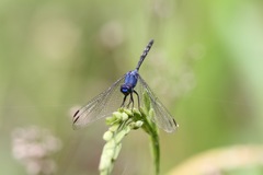 Trithemis aconita