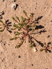 Portulaca halimoides