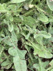 Hypochaeris radicata
