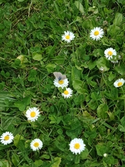 Zizina otis labradus