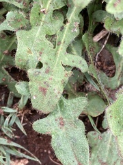 Hypochaeris radicata