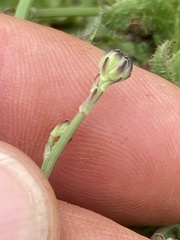 Hypochaeris radicata