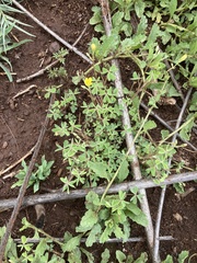 Oxalis corniculata