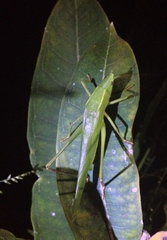 Neoconocephalus robustus