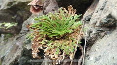 Selaginella pulvinata