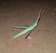 Acrida willemsei