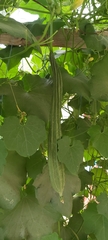 Luffa acutangula