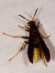 Polistes comanchus navajoe