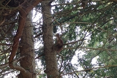 Sciurus vulgaris