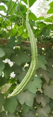 Luffa acutangula