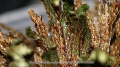 Selaginella pulvinata