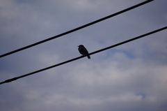 Spodiopsar cineraceus