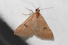 Hemeroplanis historialis