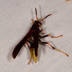 Polistes comanchus navajoe