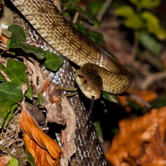 Zamenis lineatus