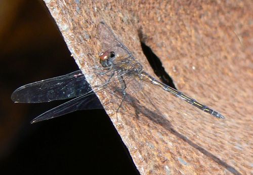 Bronze Dropwing