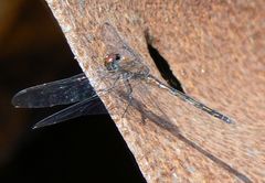 Trithemis aenea