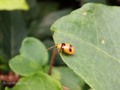 Monolepta bifasciata