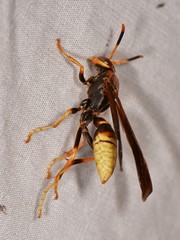 Polistes comanchus navajoe