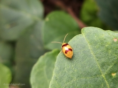 Monolepta bifasciata