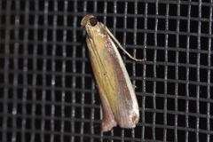 Oncocera semirubella