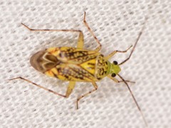 Taedia marmorata