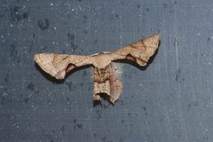 Phazaca kosemponicola