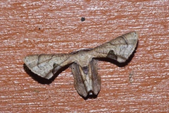 Phazaca kosemponicola