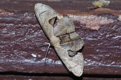 Phazaca kosemponicola