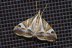 Agrioglypta fulguralis