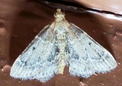 Pyralis manihotalis