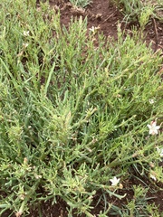 Oxygonum