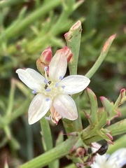Oxygonum