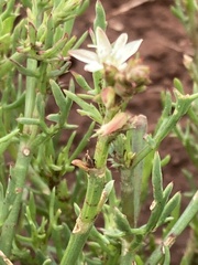 Oxygonum