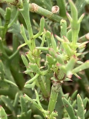 Oxygonum