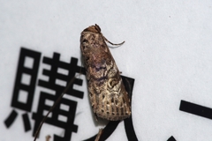 Bryophilina mollicula