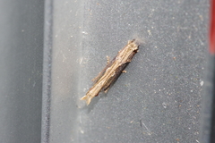 Hypatima spathota