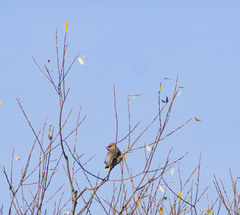 Bombycilla garrulus
