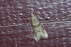Glyptoteles leucacrinella
