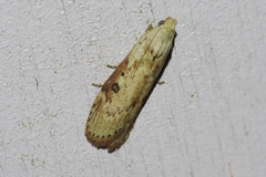 Lamoria adaptella