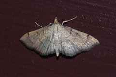 Omiodes decisalis
