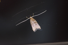 Lecitholaxa thiodora