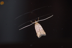 Lecitholaxa thiodora