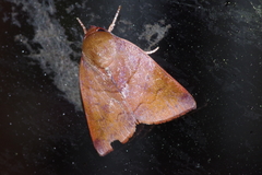 Xenochroa internifusca