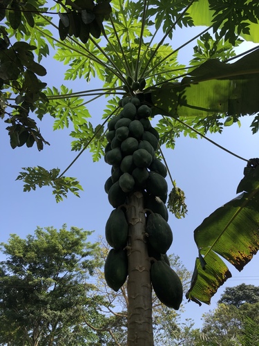 Papaya