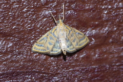 Daulia afralis