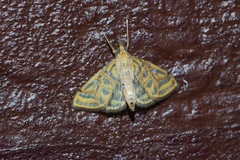 Daulia afralis